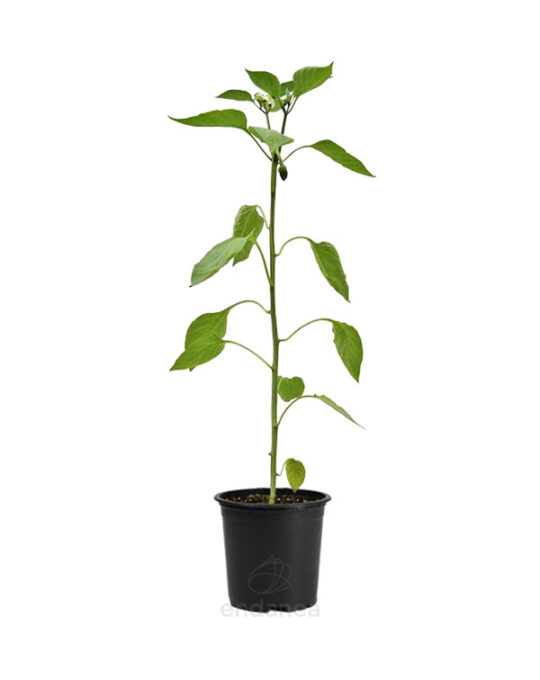 pimiento-cornicabra-planta-horticola