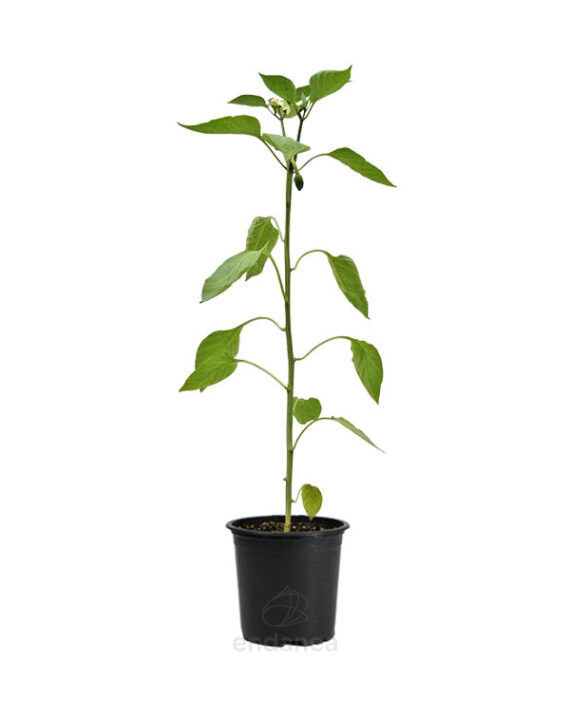 Pimiento Cornicabra Planta