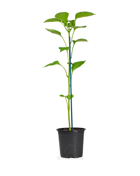 Pimiento Piquillo Planta Hortícola