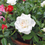 Rosal de Pitiminí o Rosal Mini Blanco