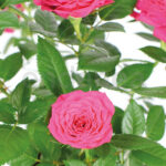 Rosal de Pitiminí o Rosal Mini Fucsia