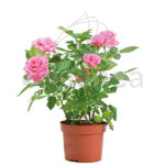 Rosal de Pitiminí o Rosal Mini Rosa