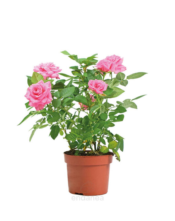 Rosal de Pitiminí o Rosal Mini Rosa