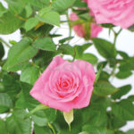 Rosal de Pitiminí o Rosal Mini Rosa