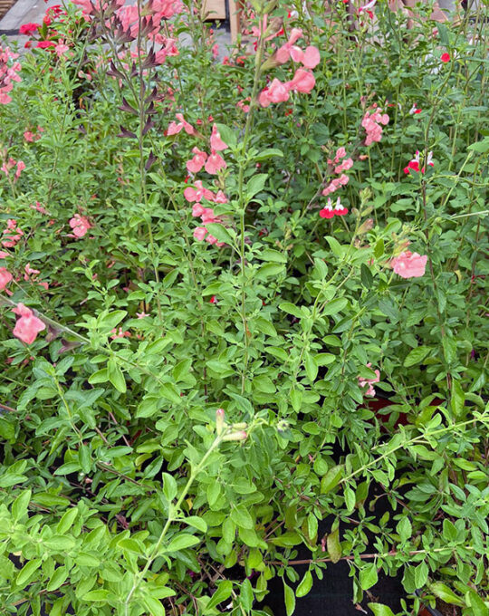 salvia-microphila-cuenco-conjunto