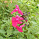 Salvia Microphylla Fucsia