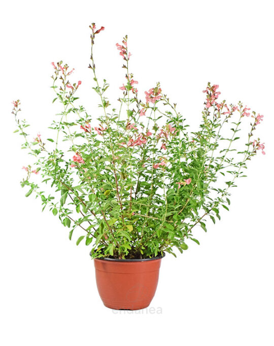 salvia-microphila-cuenco-flor-salmon