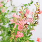 Salvia Microphylla Salmón
