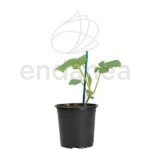 Sandía Negra Planta Hortícola