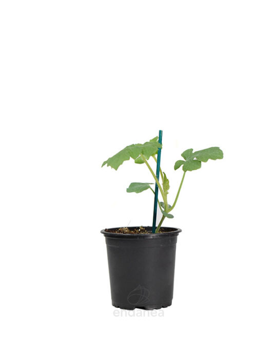 sandia-negra-planta-horticola