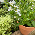 Scaevola Planta de Exterior Blanca