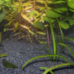 Sansibar Dark JBL Acuario