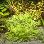 Sustrato Sansibar Grey JBL Acuario