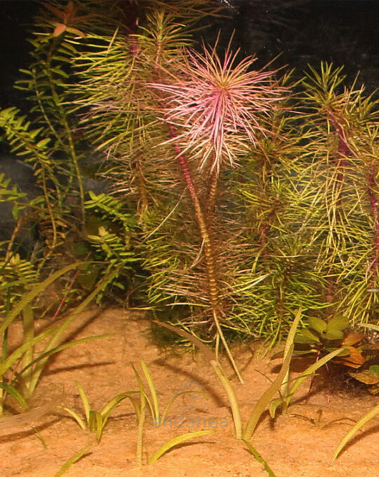 sustrato-sansibar-orange-jbl-acuario-platas