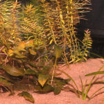 Sustrato Sansibar Red JBL Acuario