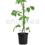 Tomate Azul Planta Hortícola