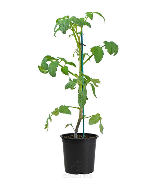 tomate-azul-planta-horticola