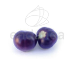 Tomate Azul Planta Hortícola Frutos