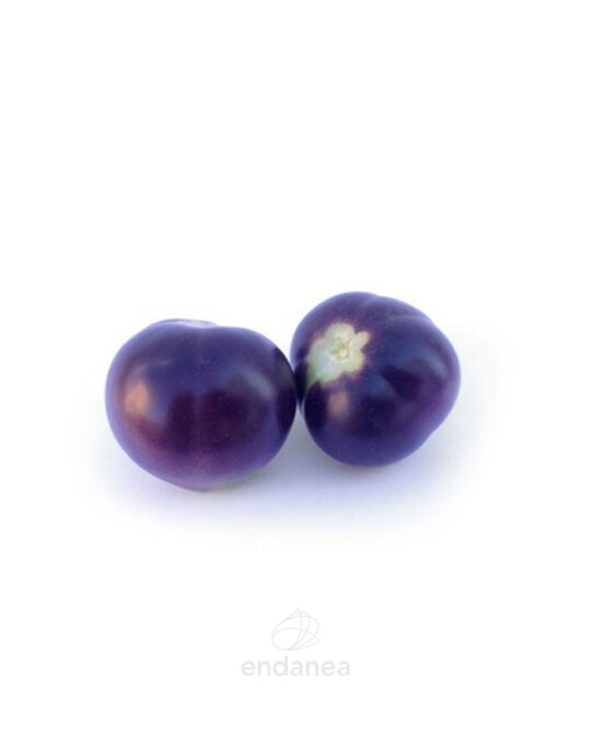 tomate-azul-planta-horticola-frutos