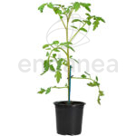 Tomate Cebra Planta Hortícola