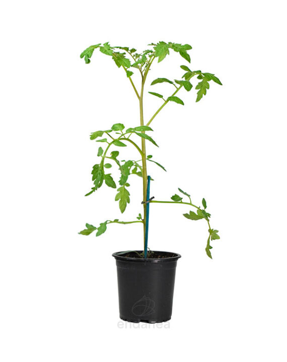 Tomate Cebra Planta Hortícola