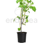 Tomate Marmande Azul Planta Hortícola