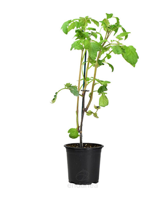 tomate-marmande-azul-planta-horticola