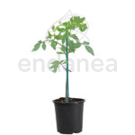 Tomate Muchamiel