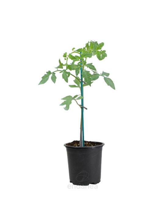 tomate-muchamiel-eco-planta-horticola