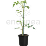 Tomate Pera Encañar