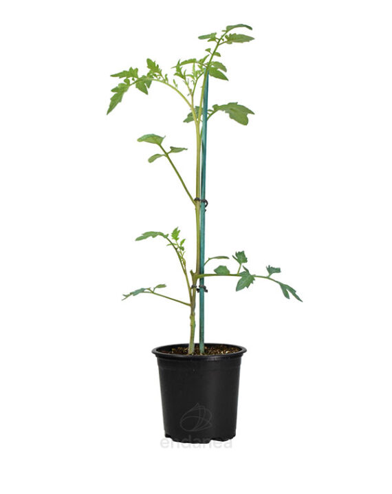 Tomate Pera Encañar