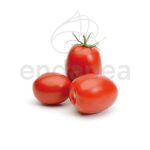 Tomate Pera Encañar