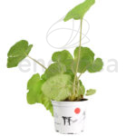 Wasabi Japonica Planta