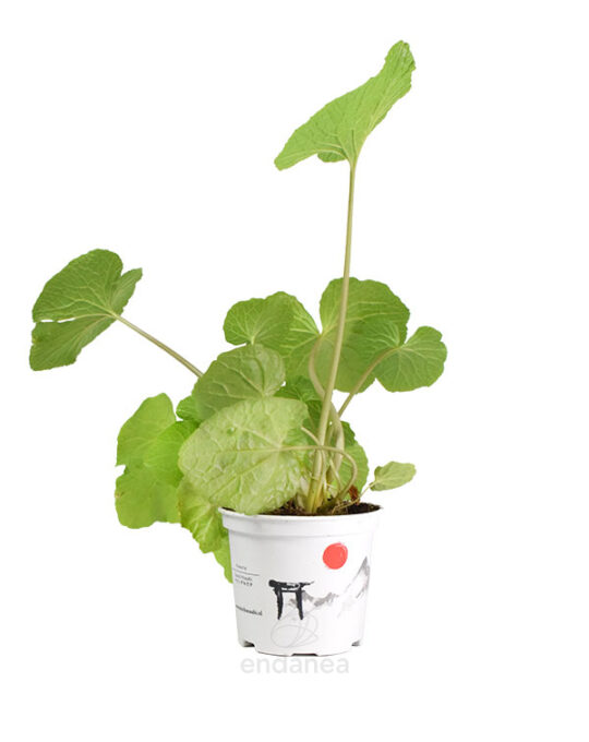 wasabi-japonica-planta-horticola