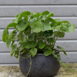 Wasabi Japonica Planta Exterior