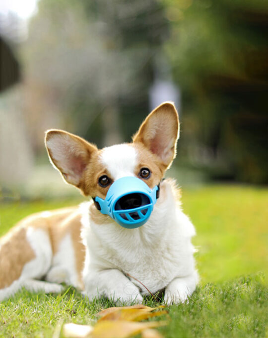 bozal-silicona-twinbee-duck-mouth-perro