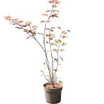 Acer Palmatum Hoja Roja
