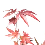 Acer Palmatum Hoja Roja