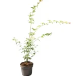 Acer Palmatum Hoja Verde