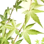 Acer Palmatum Hoja Verde