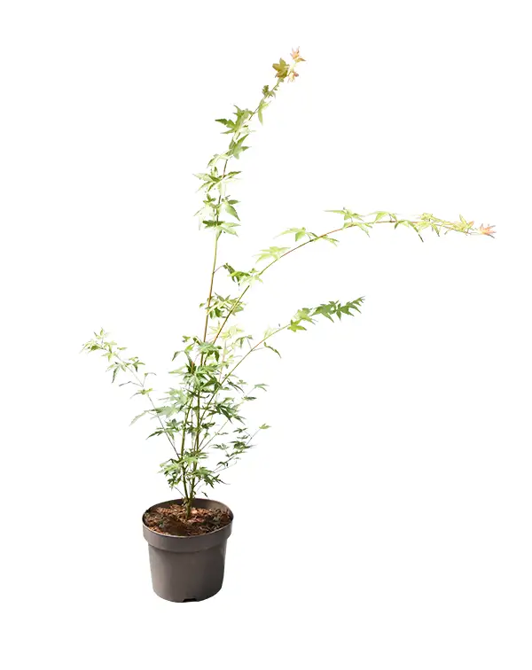 acer-palmatum-hoja-verde-arbusto-exterior