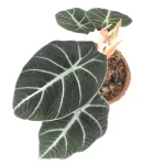 Alocasia Black Velvet