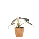 Alocasia Black Velvet
