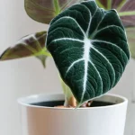 Alocasia Black Velvet