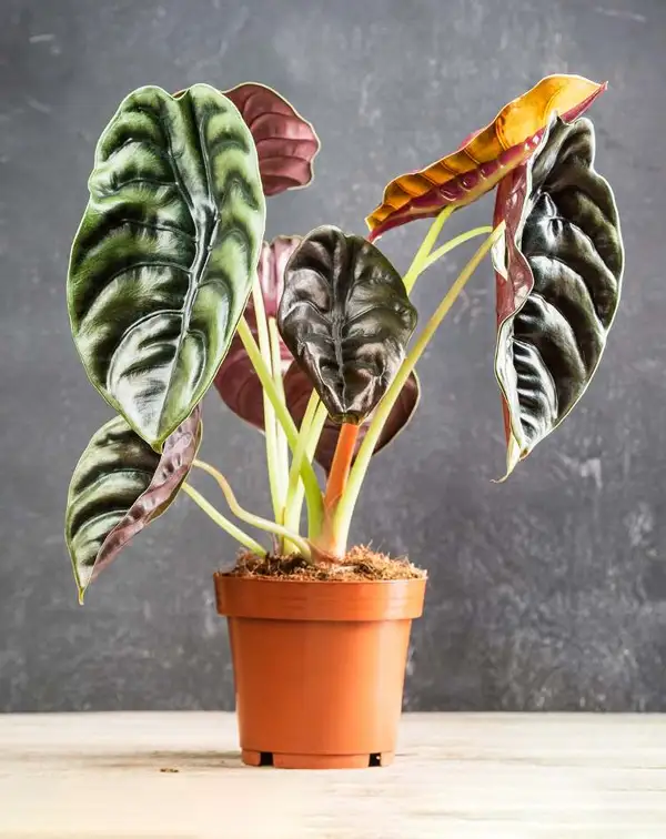 alocasia-cuprea-red-secret-interior
