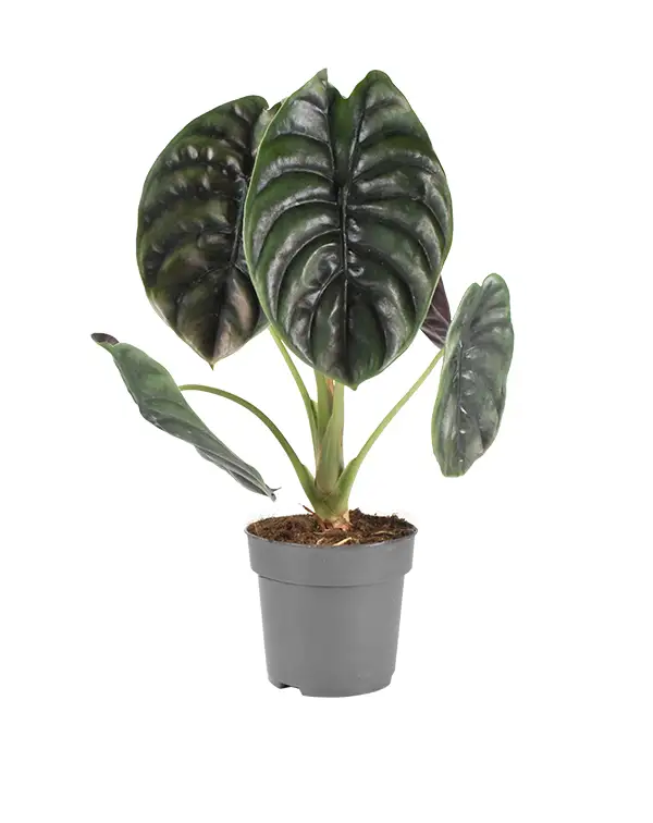 alocasia-cuprea-red-secret-planta-de-interior