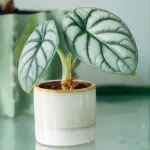 Alocasia Silver Dragon