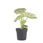 Alocasia Silver Dragon