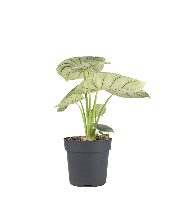 alocasia-silver-dragon-planta-de-interior