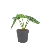 Alocasia Sinuata